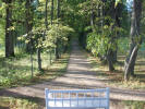 Петровское, аллея карликовых лип